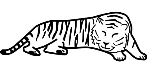 SVG > mammal staring animal wildcat - Free SVG Image & Icon. | SVG Silh