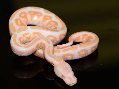 captive bred ball pythons rare color and pattern morphs | Ball python, Ball python morphs, Python