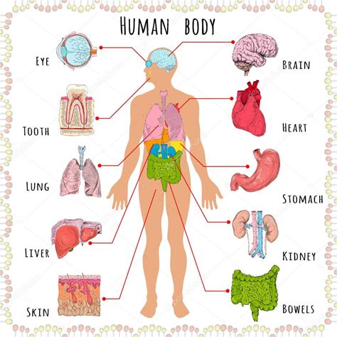 Diagram Of Male Body Organs : Body Organs Diagram | Bodenewasurk