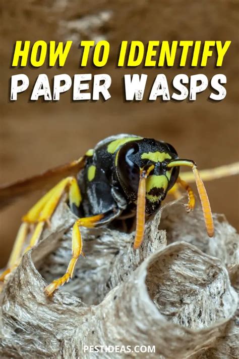 Paper Wasp Nest Identification: Everything You Need to Know