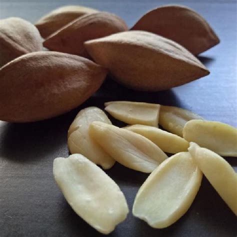 Pili Nuts Buy Pili Nuts for best price at USD 300 - USD 500 / Metric Ton