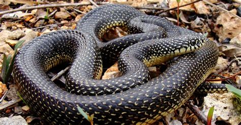 8 Black Snakes In Nevada - A-Z Animals