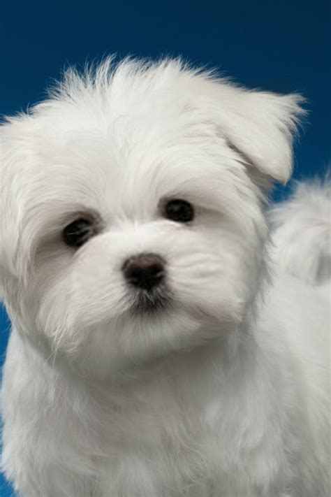 White Maltese Puppy | Puppy Maltese in 2020 | Maltese dogs care, Maltese puppy, Puppies