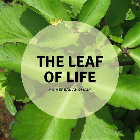 Leaf of Life: Where It Grows and How to Use It - RemedyGrove