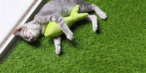 Artificial Grass for Cats | Safe, Clean, Pet-Friendly