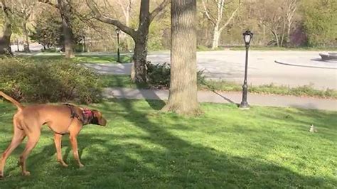 VIDEO: Squirrel outwits dog chasing it in park