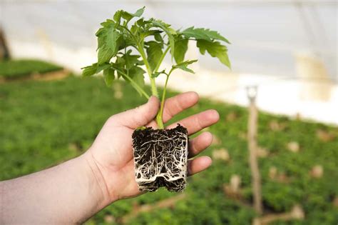 How to Make Plant Roots Grow Faster - Top Tips