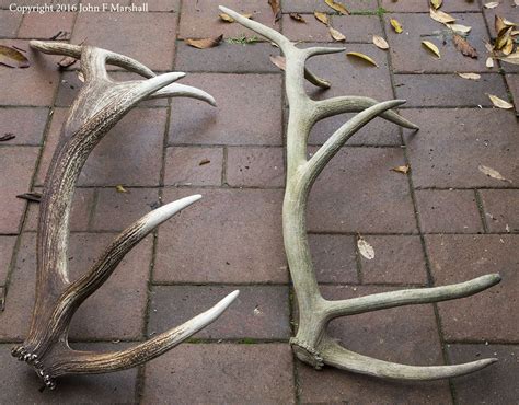 Elk Antlers