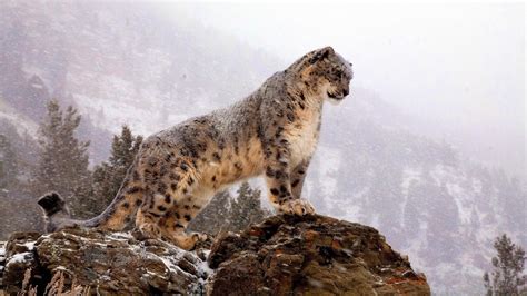 Snow leopards get closer to extinction as Himalaya gets warmer | LifeGate