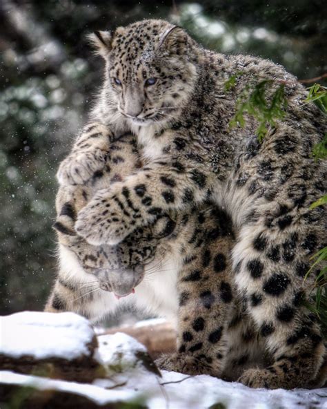 Central Park Zoo’s snow leopard cub enjoys first snow day