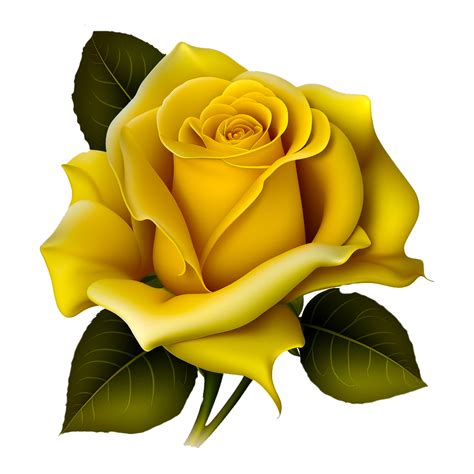 yellow rose png 23507179 PNG