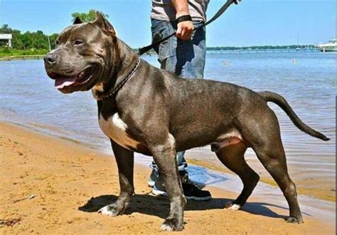 Cane Corso Pitbull Mix