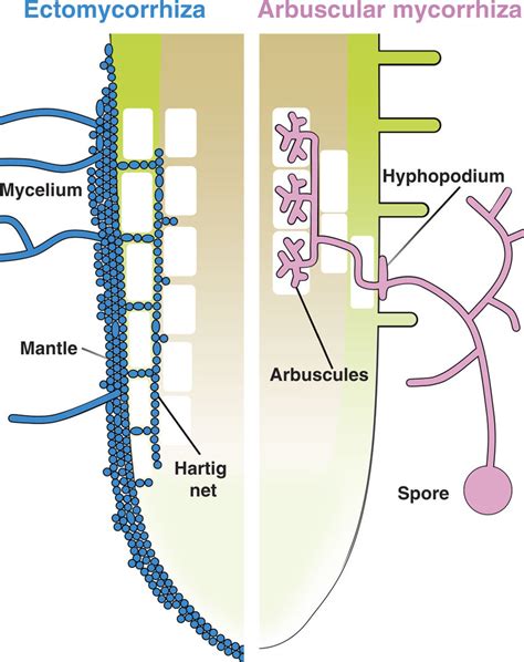 On Fungi and Forest Diversity — In Defense of Plants