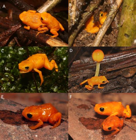 New Species of Poisonous 'Pumpkin' Toadlet Found in Brazil - Nerdist