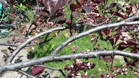 identification - What is this red shrub in my garden? - Gardening & Landscaping Stack Exchange