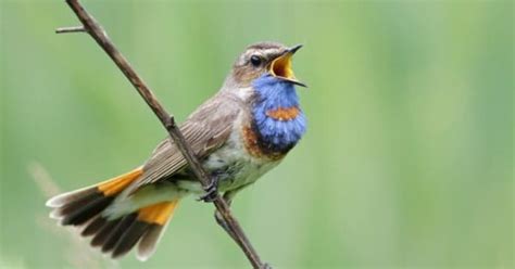 Nightingale Bird Facts | AZ Animals