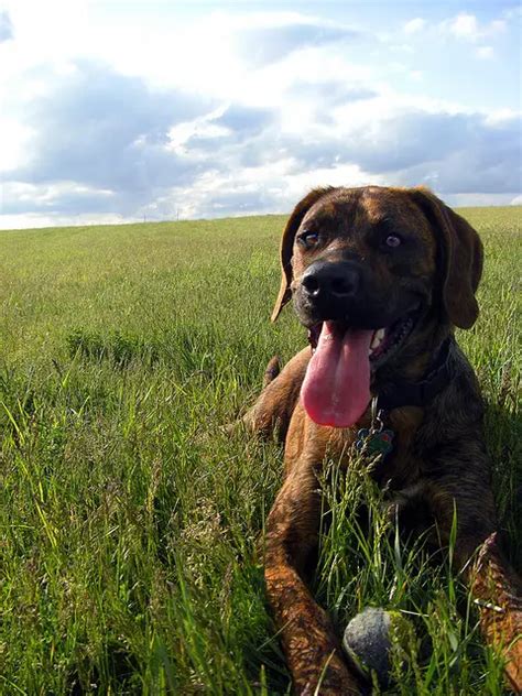 North Carolina State Dog | Plott Hound