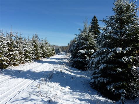 Blue Winter Sky Free Stock Photo - Public Domain Pictures