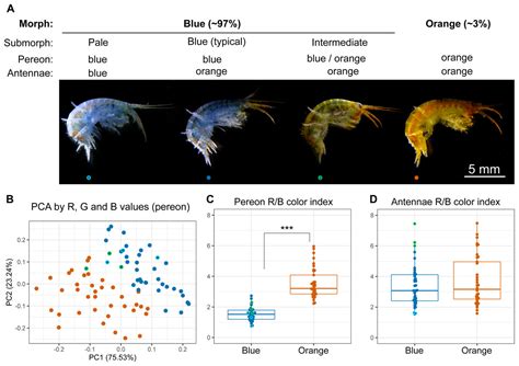 The level of putative carotenoid-binding proteins determines the body color in two species of ...