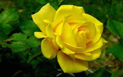 Yellow Rose - Image Abyss