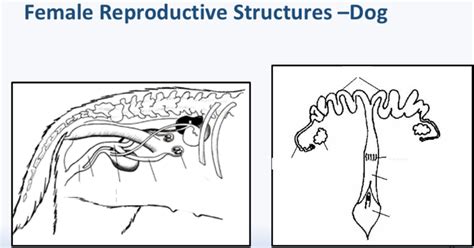 Female reproductive systems - Dog Diagram | Quizlet