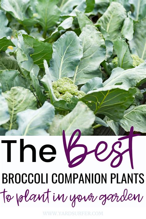 Broccoli companion planting 12 plants to grow with broccoli – Artofit