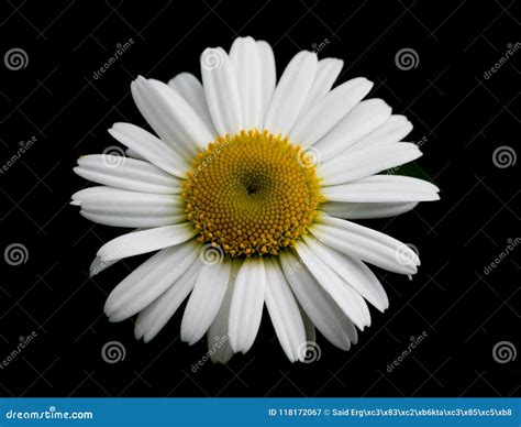 Daisy Black Background Stock Photos - 10,834 Images