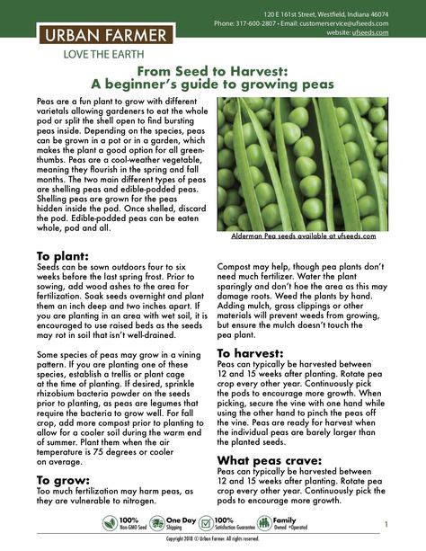 Peas: From Seed to Harvest | Growing peas, Urban farmer, Peas