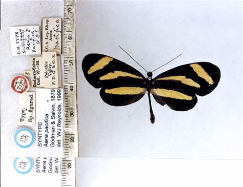 Aeria eurimedia pacifica (type specimens)