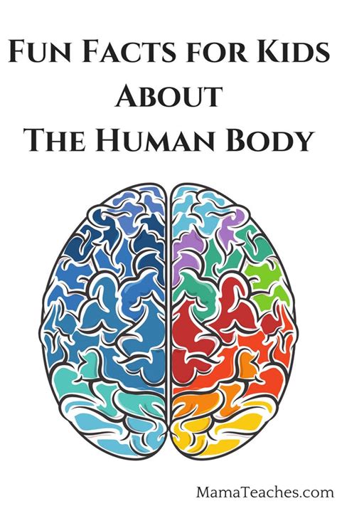 Fun Facts for Kids About the Human Body - Mama Teaches