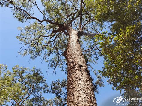 Corymbia trachyphloia "Brown Bloodwood" - Plant Profiles - Queensland Native Seeds