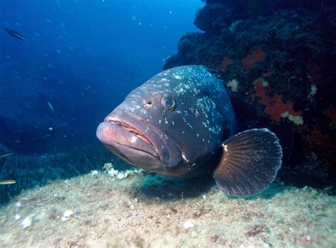 Dusky Grouper - Epinephelus marginatus image - Free stock photo - Public Domain photo - CC0 Images