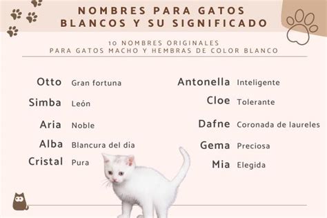 +300 nombres para GATOS BLANCOS - MACHOS y HEMBRAS