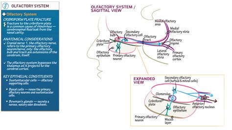 Gross Anatomy: The Olfactory System | ditki medical & biological sciences