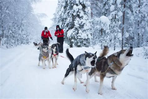 Is Husky Sledding Cruel? - Cruelty Free Soul