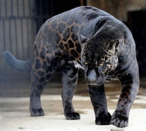 Funny Cool Pictures: All Animals Are Black