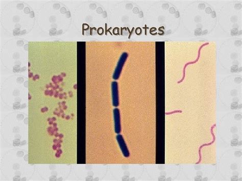 Prokaryotes Prokaryotes Classification of prokaryotes has dramatically ...