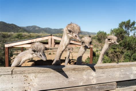 Ostrich Land: An Ostrich Farm Off The 101 - California Through My Lens