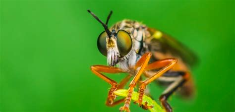 The Robber Fly | Critter Science