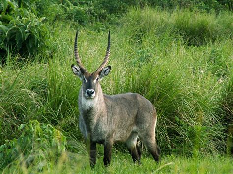 Waterbuck Tanzania – Free To Use Images