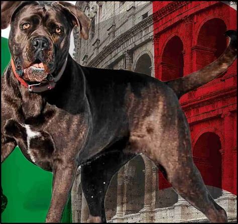 Presa Canario vs Cane Corso: What Are the Differences? - oggsync.com