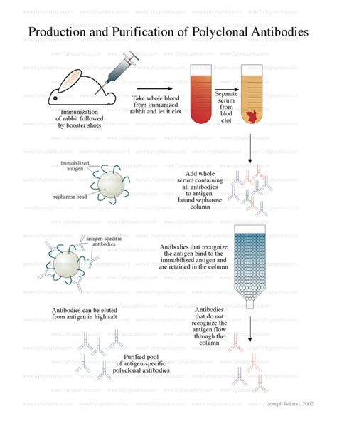 Bio-Resource: Antibody Purification Methods