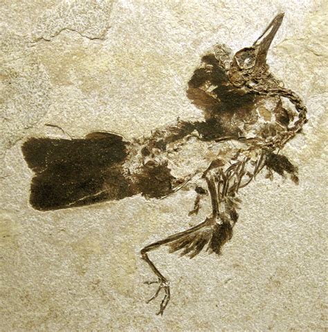 File:Fossil bird (Green River Formation, Lower Eocene; Fossil Lake ...