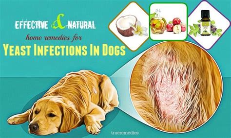 26 Effective & Natural Home Remedies For Yeast Infections In Dogs