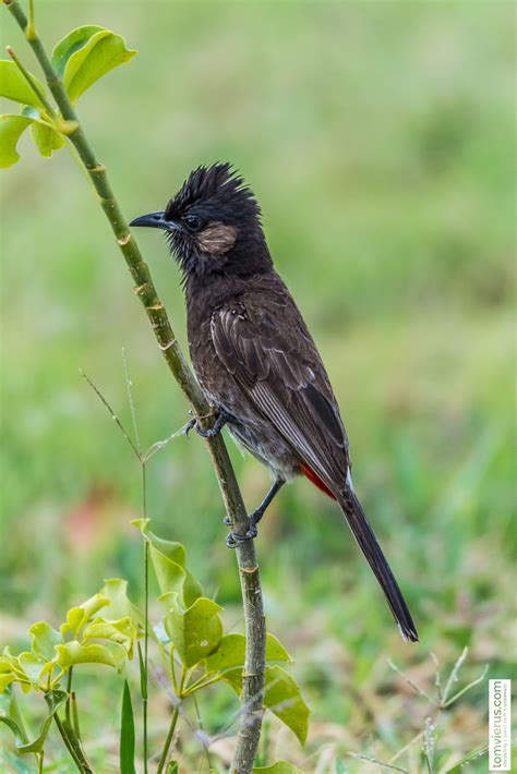 Project manumanu vuka | Photos of all birds of Fiji | Livingdreams.tv