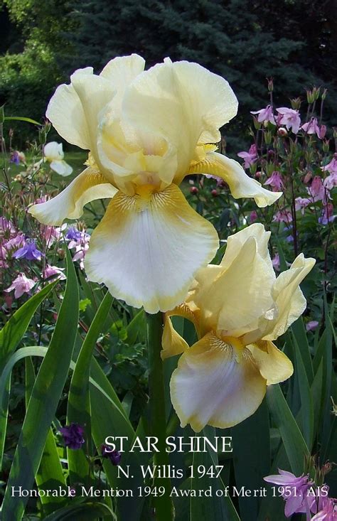 Heirloom Iris STAR SHINE ~ HERITAGE IRISES