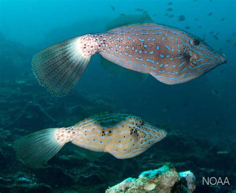 Filefish - Florida Go Fishing