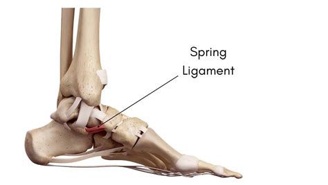 Medial Foot Ligaments