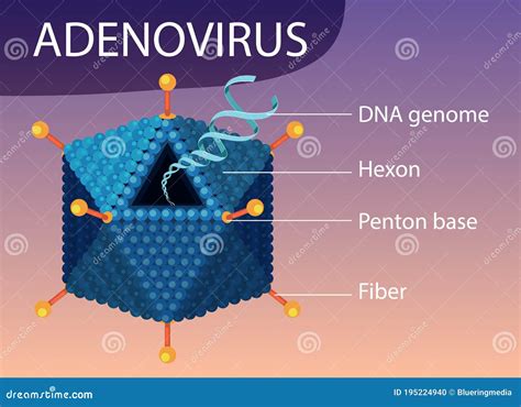 Adenovirus Structure Diagram On White Background Vector Illustration ...