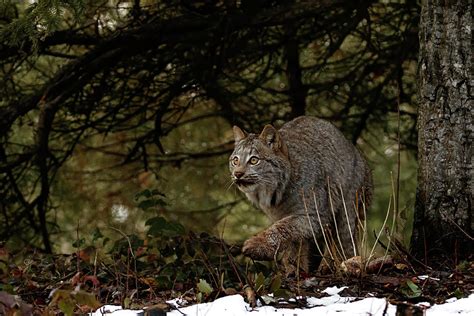 Hunting Canada Lynx Photograph by Wes and Dotty Weber - Fine Art America